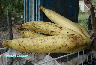 Kerang pisang 10 Cara