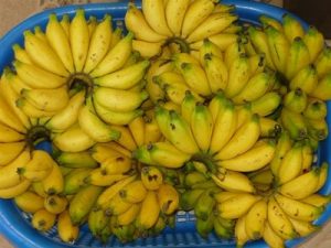 pisang-lemak-manis