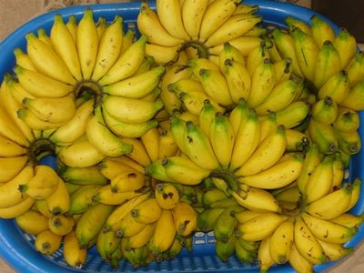 Kerang pisang Penyebab Daun