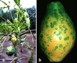 Penyakit Virus Bintik cincin Betik (Papaya Ringspot Virus)