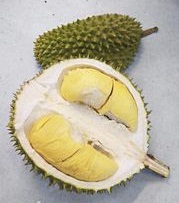Durian D24