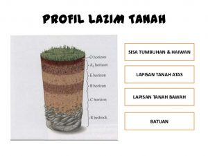 profil tanah