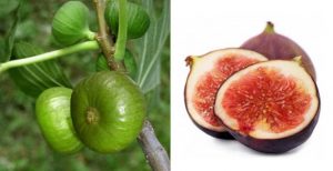 Buah Tin/ Figs