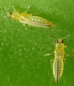 thrips 
