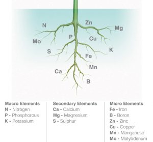 nutrien yang diserap oleh akar