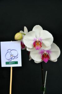orkid phalaenopsis