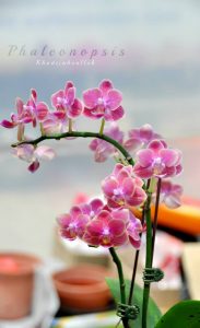 orkid Phalaenopsis