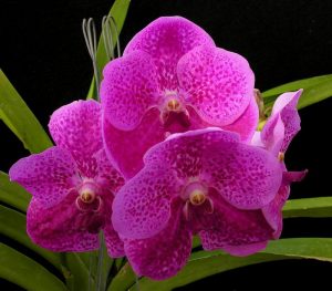 orkid vanda