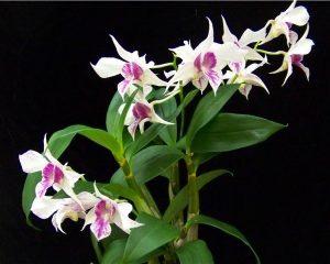 orkid dendrobium