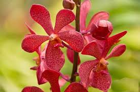 orkid mokara
