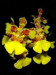 orkid oncidium