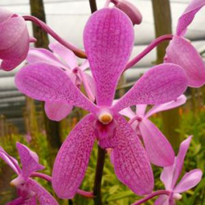orkid aranda