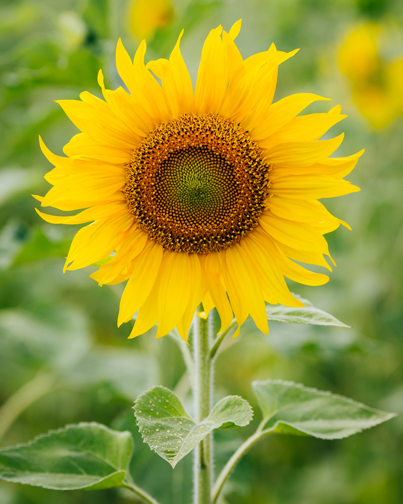 Cara Menjaga Bunga Matahari Terbaru