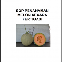SOP Penanaman Melon secara Fertigasi