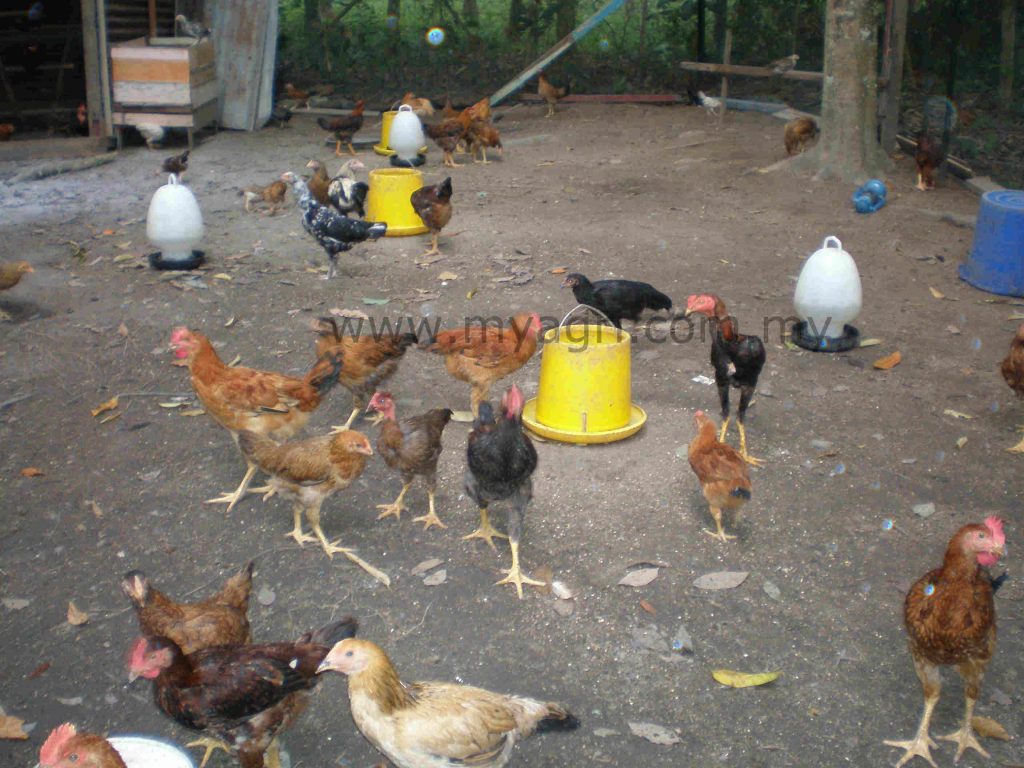 Empat Konsep Ternakan Ayam Kampung Myagri Com My