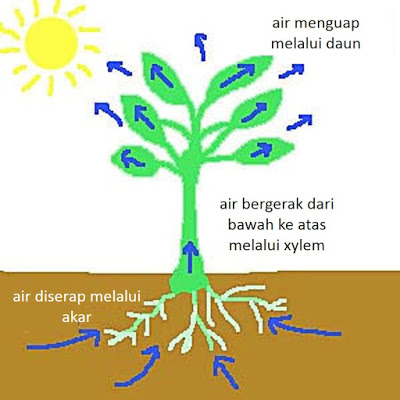 PROSES TRANSPIRASI | MyAgri.com.my